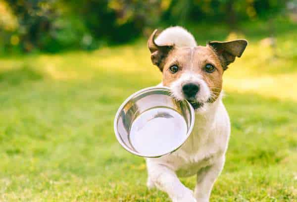 Can dogs eat strawberries like humans